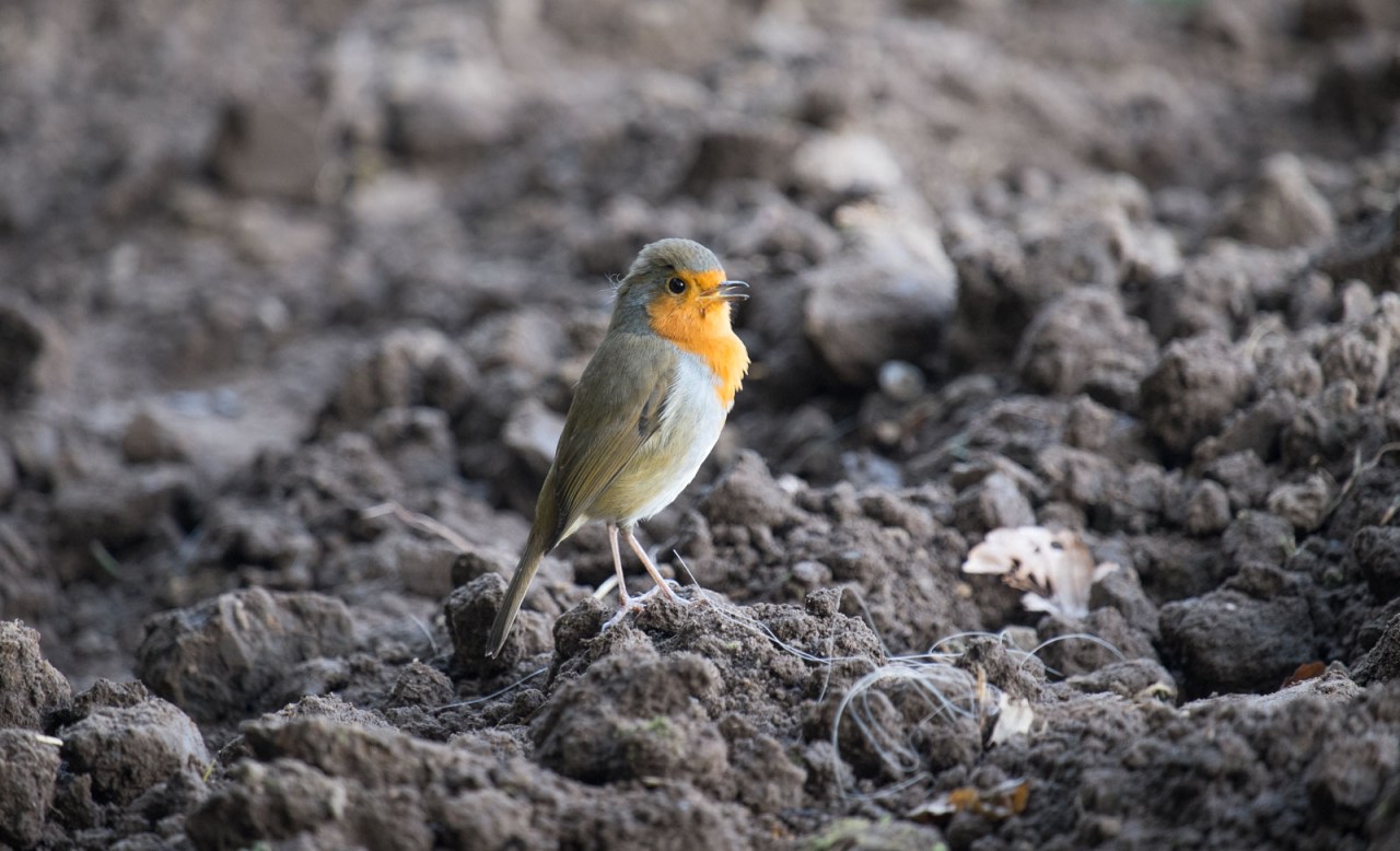 XF55-200mmF3.5-4.8 R LM OISX-E1FUJIFILM-5